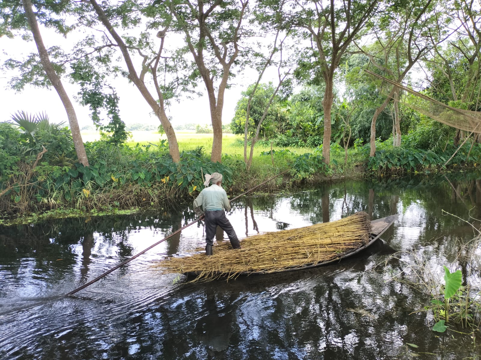A farmer poles a boat loaded with harvested reeds through a dark mirror-like waterway