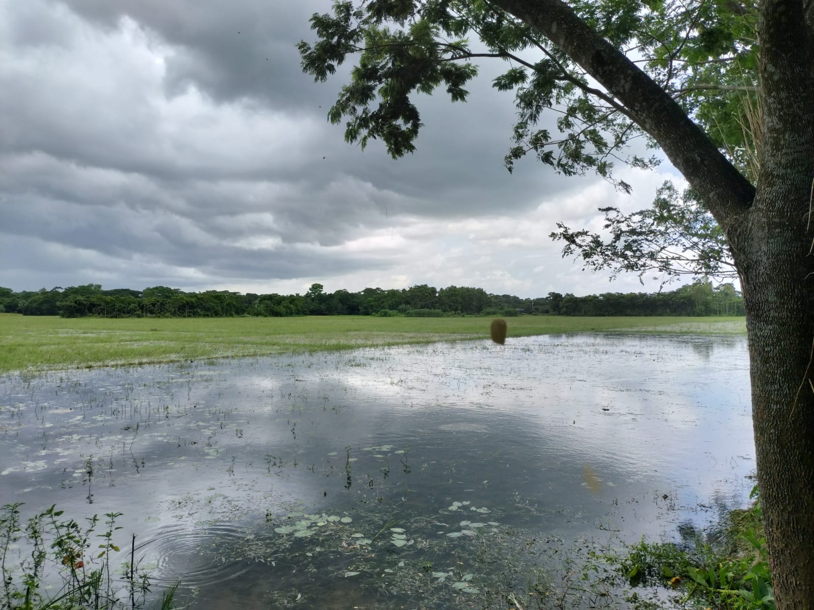 Dramatic monsoon clouds reflected in a flooded rice field surrounded by trees